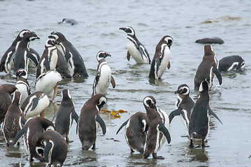 Image showing Penguins on shore in Chile