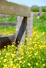 Image showing Summer meadow