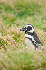 Image showing Side view of penguin on meadow