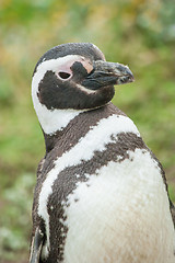 Image showing Penguin standing 
