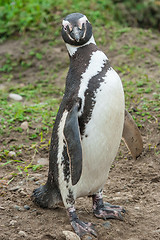 Image showing Front view of penguin
