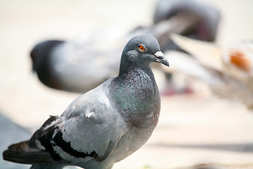 Image showing Close up of pigeon