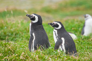 Image showing Penguins in Chile