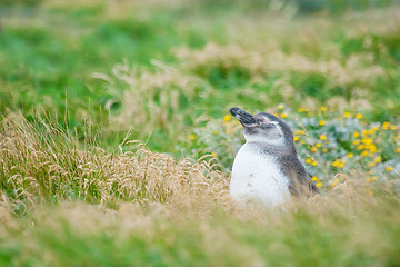 Image showing Penguin in high grass on meadow