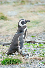 Image showing Penguin walking on field