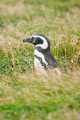 Image showing Side view of penguin in grass