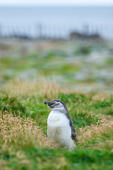 Image showing Front view of penguin on meadow