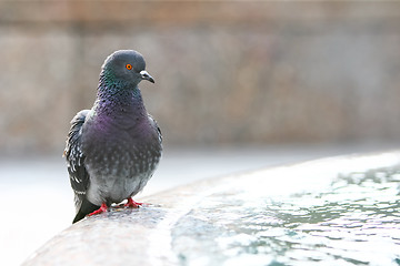 Image showing Pigeon on water fountain