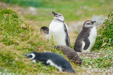 Image showing Penguins on meadow in Chile