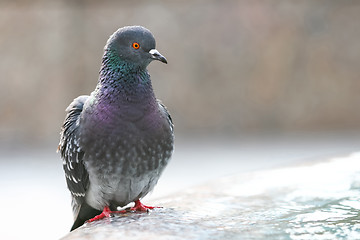 Image showing Close up of pigeon standing