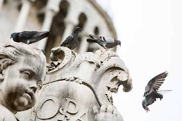 Image showing Pigeons on statue