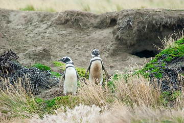 Image showing Two penguins standing on hilly field