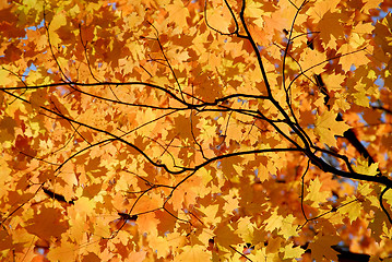 Image showing Maple leaves