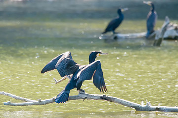 Image showing Cormorants on tree branches