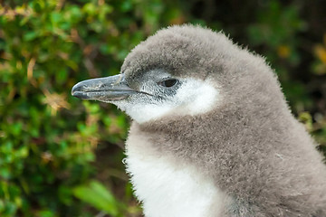 Image showing Close up of magellan penguin in Punta Arenas