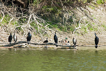 Image showing Cormorants on tree branch