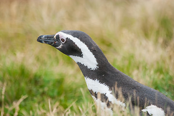 Image showing Penguin in grass