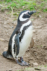 Image showing Penguin in South America
