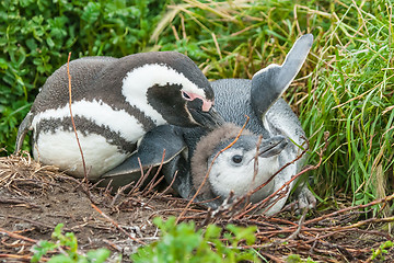 Image showing Two penguins on ground in Punta Arenas