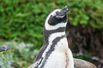 Image showing Penguin shaking head