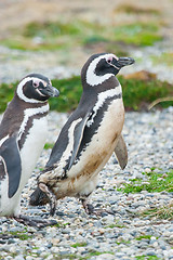 Image showing Two penguins in Punta Arenas