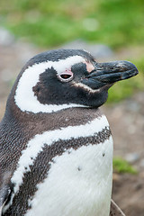 Image showing Close up of penguin in Chile