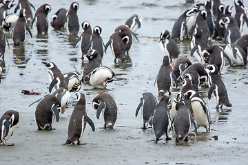 Image showing Penguins standing on shore in Chile
