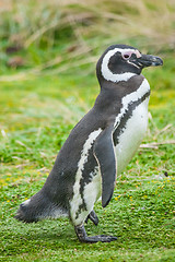 Image showing Penguin walking on grass