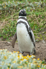 Image showing Front view of penguin standing