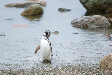 Image showing Penguin on shore