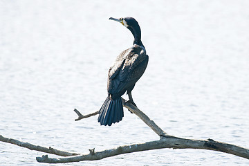 Image showing Cormorant on tree branch