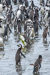 Image showing Large group of penguins