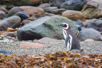 Image showing Penguin on rocky shore