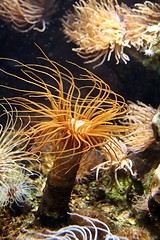 Image showing Windy Coral