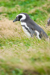 Image showing Penguin standing in nature