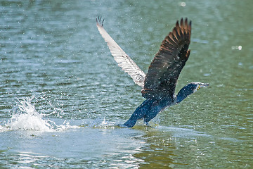 Image showing Cormorant taking off