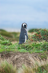 Image showing Side view of penguin in nature
