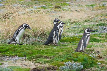 Image showing Four penguins on field