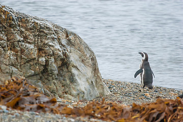 Image showing Penguin standing on pebble shore