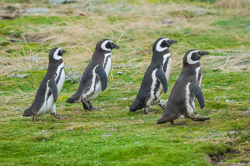 Image showing Four penguins walking on field