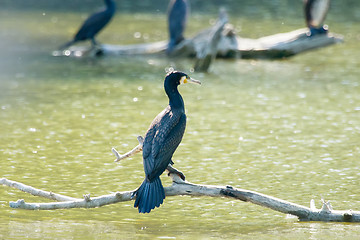 Image showing Cormorants in swamp