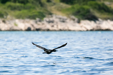 Image showing Cormorant flying in nature