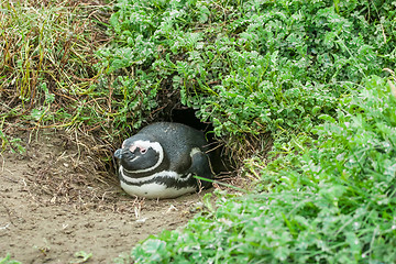 Image showing Penguin lying on ground