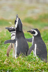 Image showing Three penguins