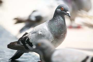 Image showing Side view of pigeon