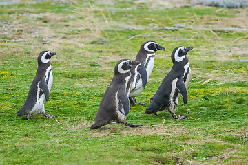 Image showing Four penguins walking