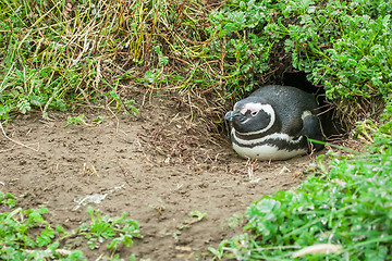Image showing Penguin lying in burrow