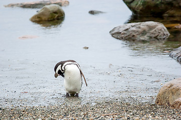 Image showing Penguin on shore in Punta Arenas