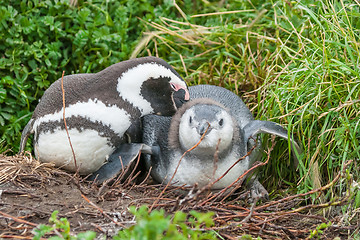 Image showing Two penguins lying 