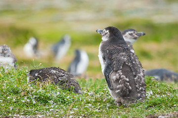 Image showing Penguin with shabby plumage 